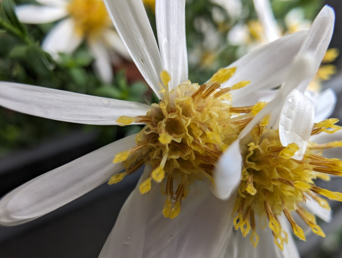 Mit dem Pixel 8 Pro können wir bei Makroaufnahmen etwas näher herangehen ...